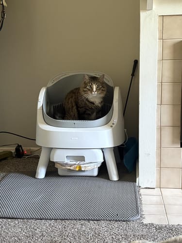 Customer cat using AutoScooper