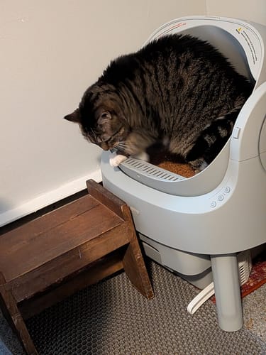 Customer cat using CatBox Premium
