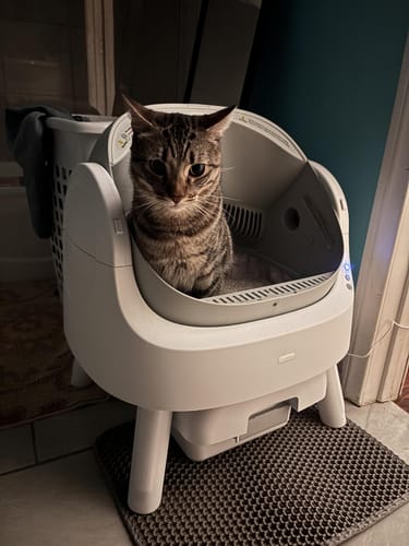 Customer cat using CatBox Premium