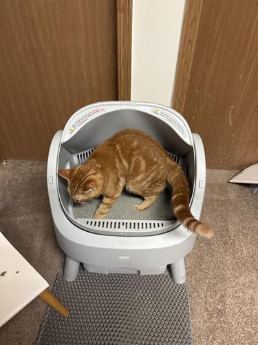 Customer cat using CatBox Premium