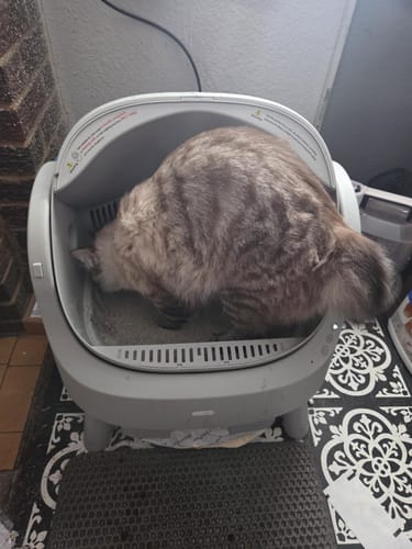 Customer cat using CatBox Premium